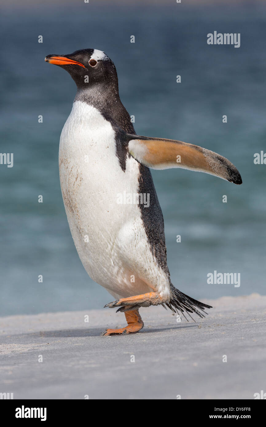 Gentoo Penguin walking in a Falklands beach Stock Photo