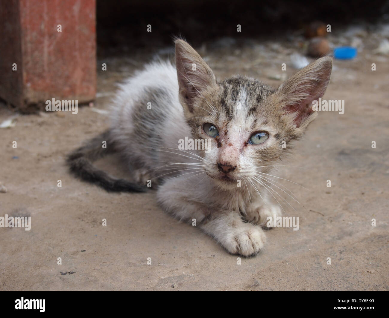 Cat fleas hires stock photography and images Alamy