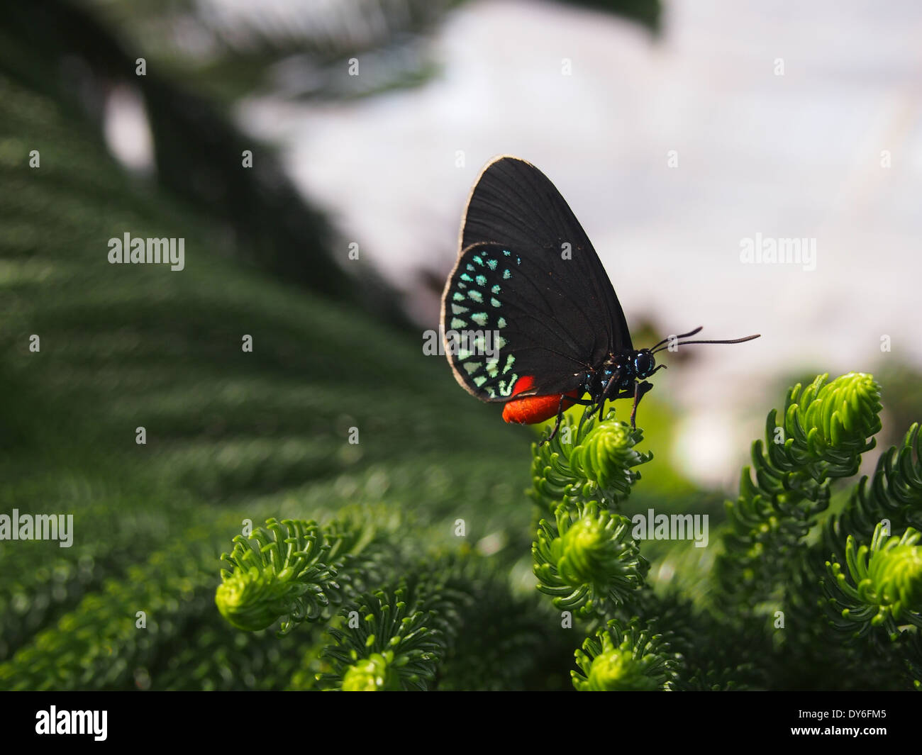 Black red and blue butterfly on evergreen tree Stock Photo