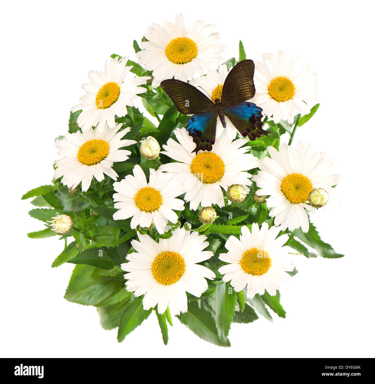 bouquet of fresh daisy flowers with butterfly Stock Photo Alamy