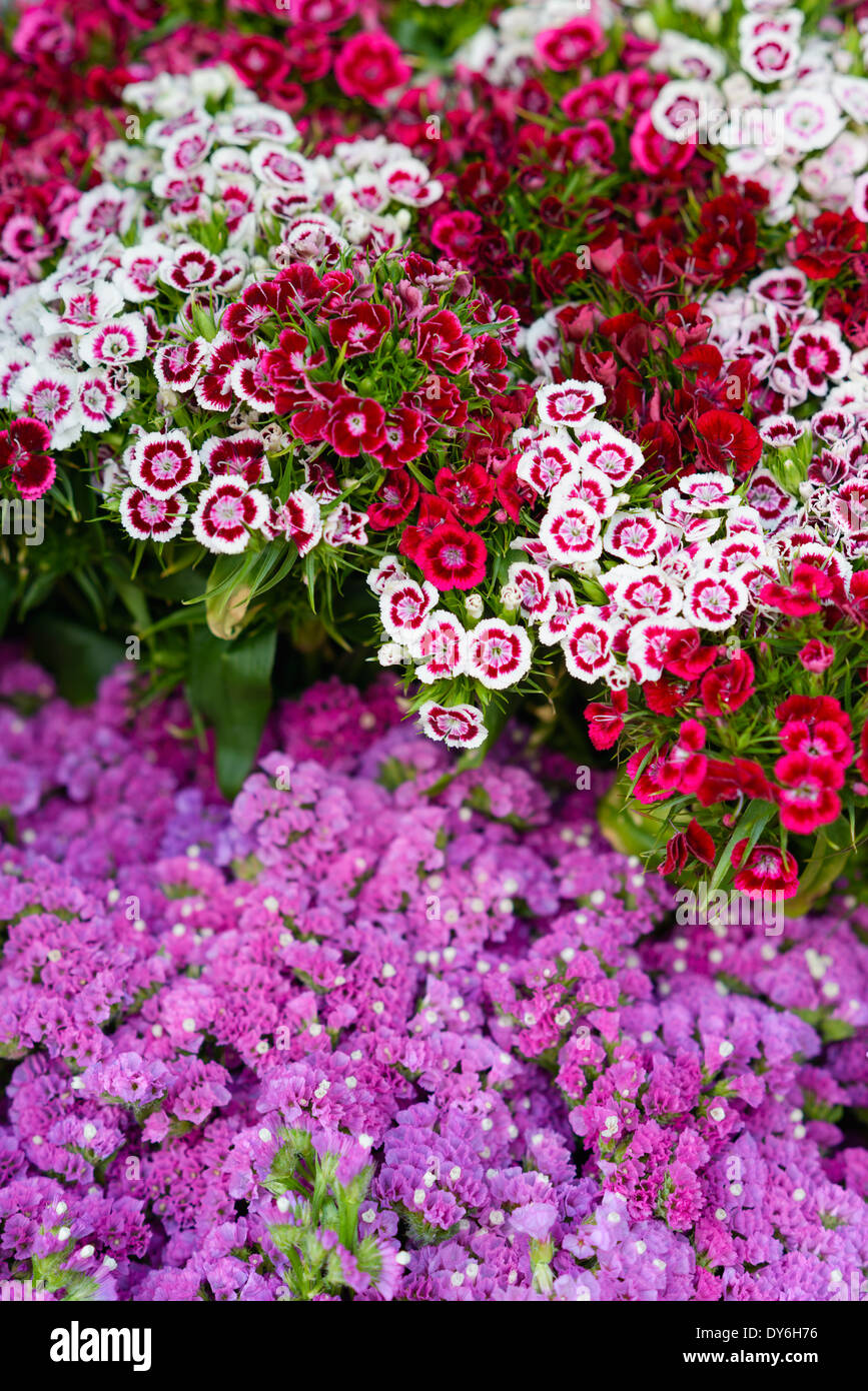 Backgrounds and textures: Sweet William, or carnation, flowers on a street vendor`s counter, floral abstract Stock Photo