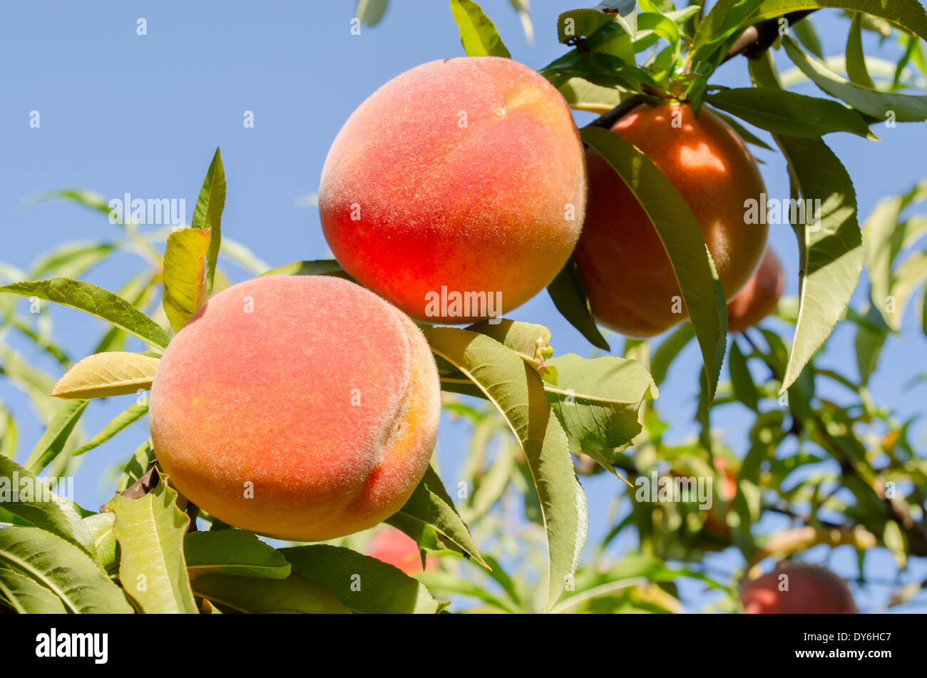 Ripe peaches ready to pick on tree branches Stock Photo - Alamy