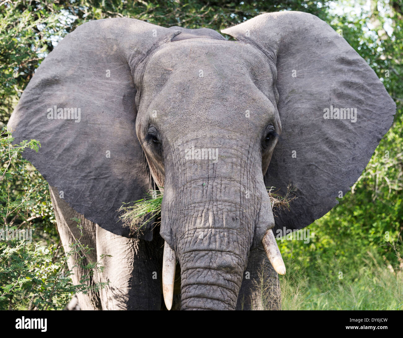 big elephant in national kruger wild park south africa near hoedspruit at te orphan gate Stock Photo