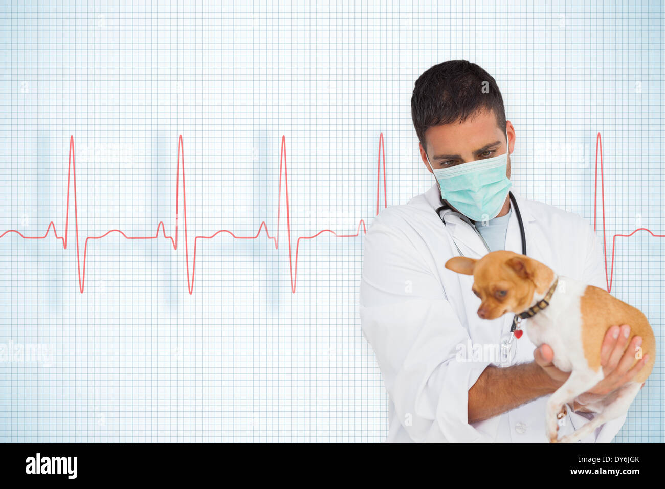 Composite image of vet holding chihuahua Stock Photo