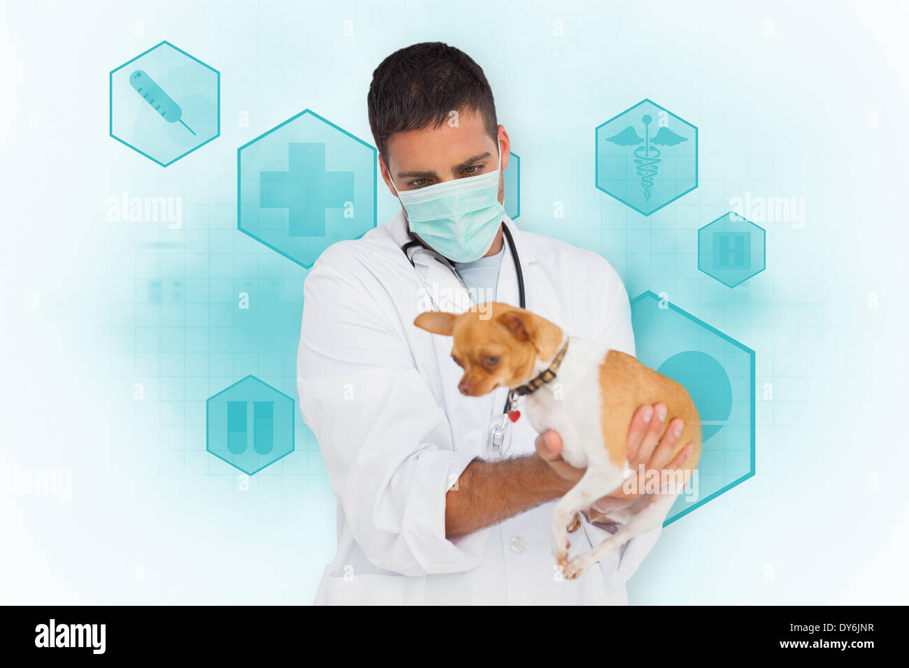 Composite image of vet holding chihuahua Stock Photo