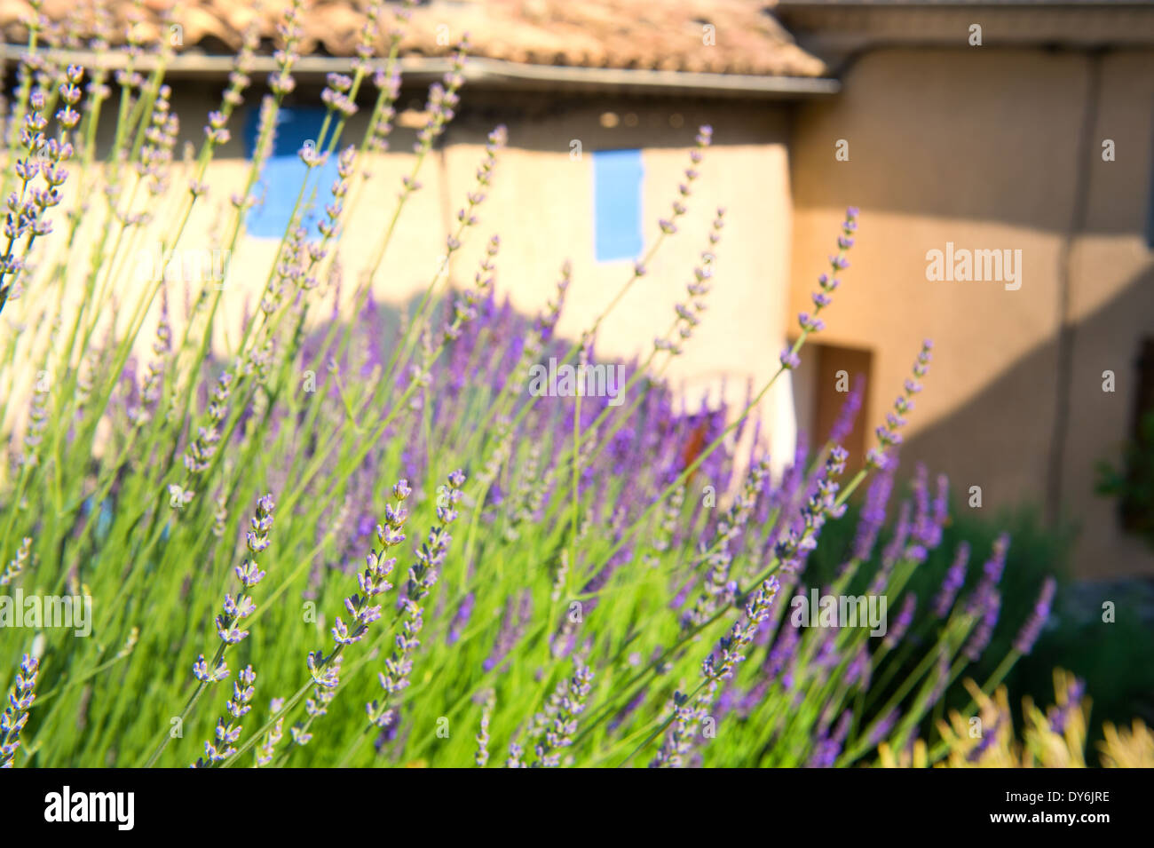 Lavender flowers in the French Provence Stock Photo Alamy