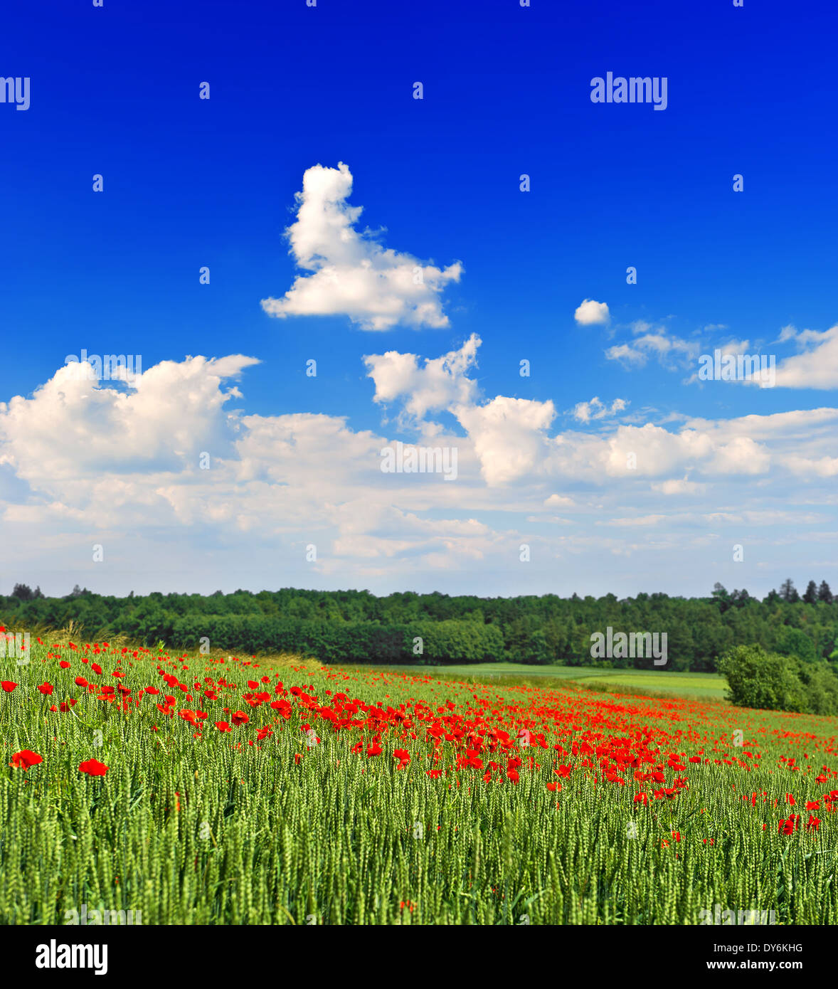 Poppies flowers blue sky clouds hi-res stock photography and images - Alamy