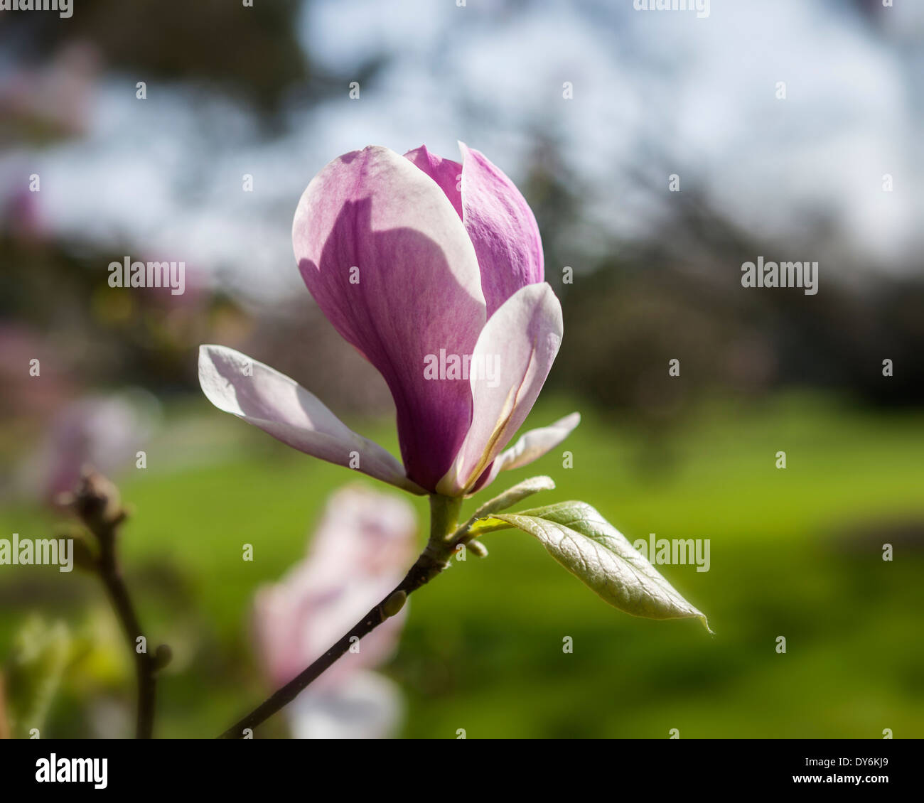 Magnolia X Soulangeana ‘rustica rubra’ pink flower bud at Kew Gardens
