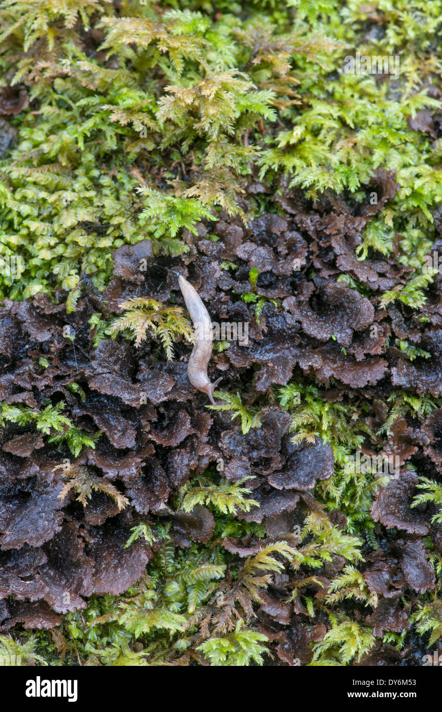 Lichen: Sticta sylvatica. Connemara National Park, County Galway, Ireland. With small slug Stock Photo