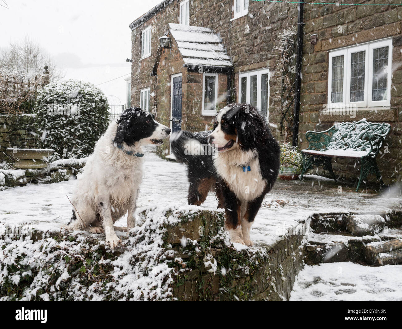 two dogs Stock Photo