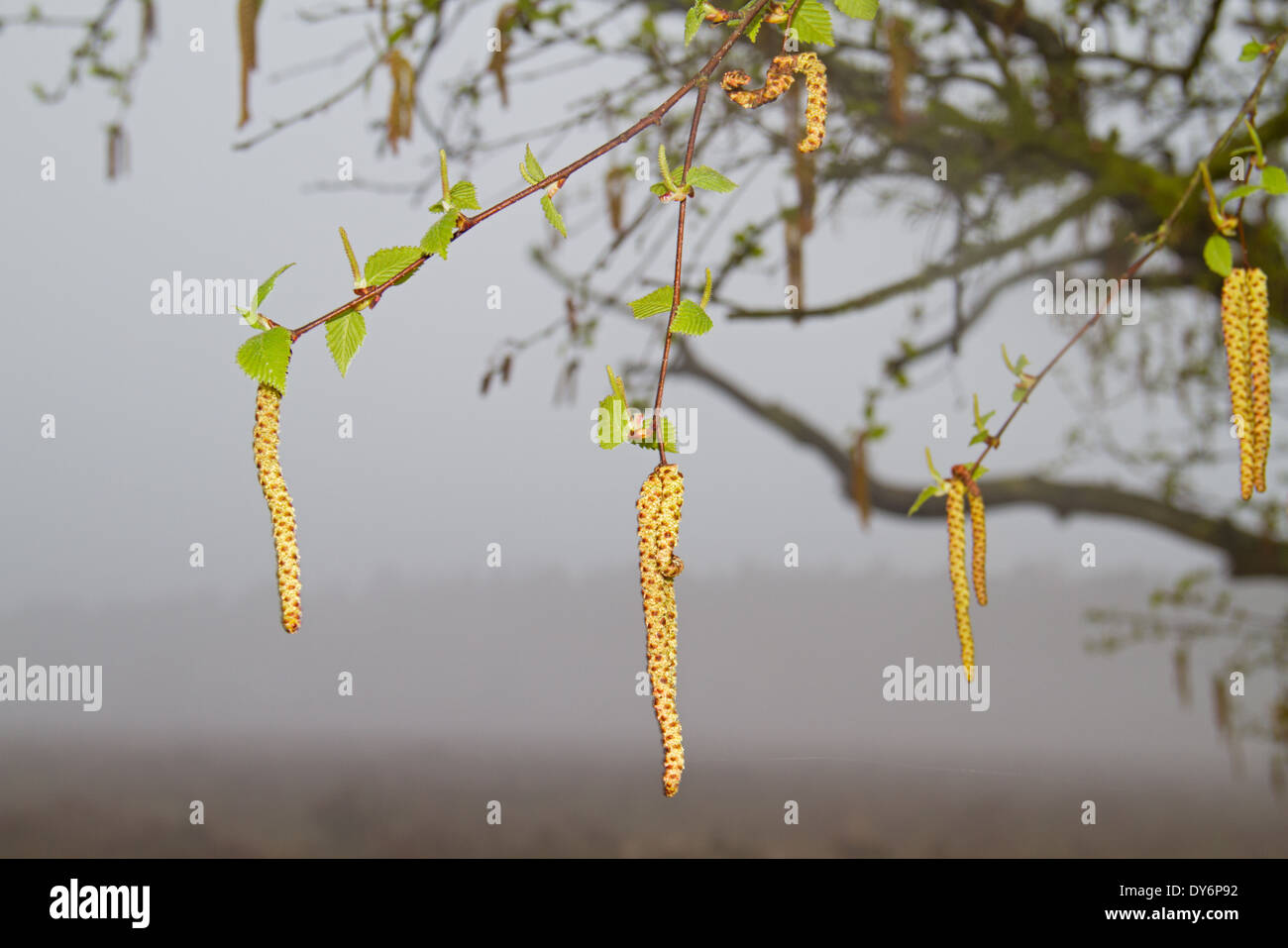 Flowering Birch on a misty moor Stock Photo