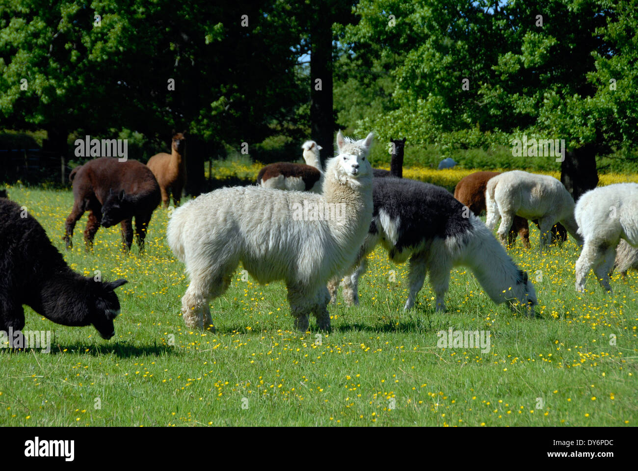 Alpacas on a farm with alpaca in Sussex, England UK Stock Photo Alamy