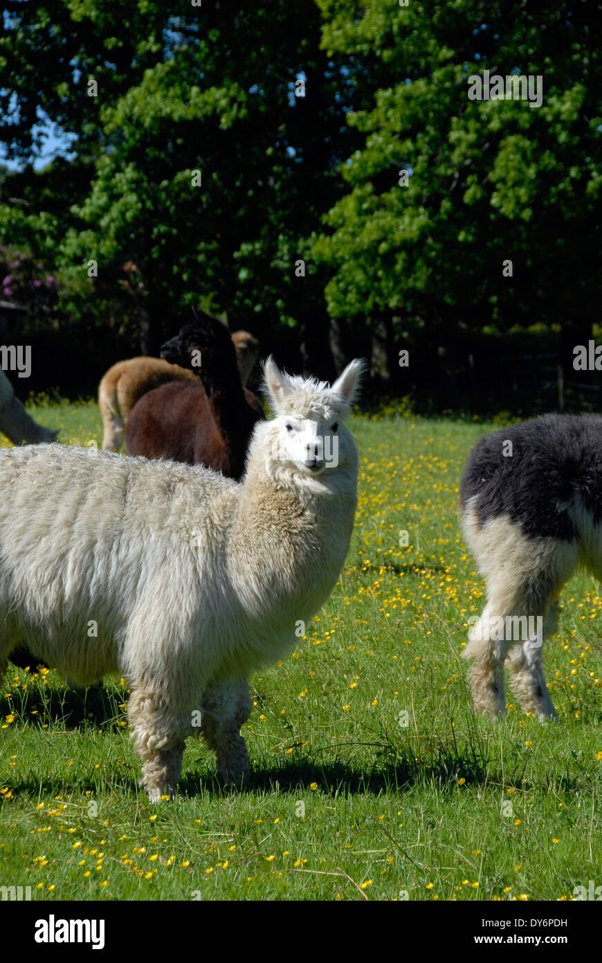 Alpacas on a farm with alpaca in Sussex, England UK Stock Photo Alamy
