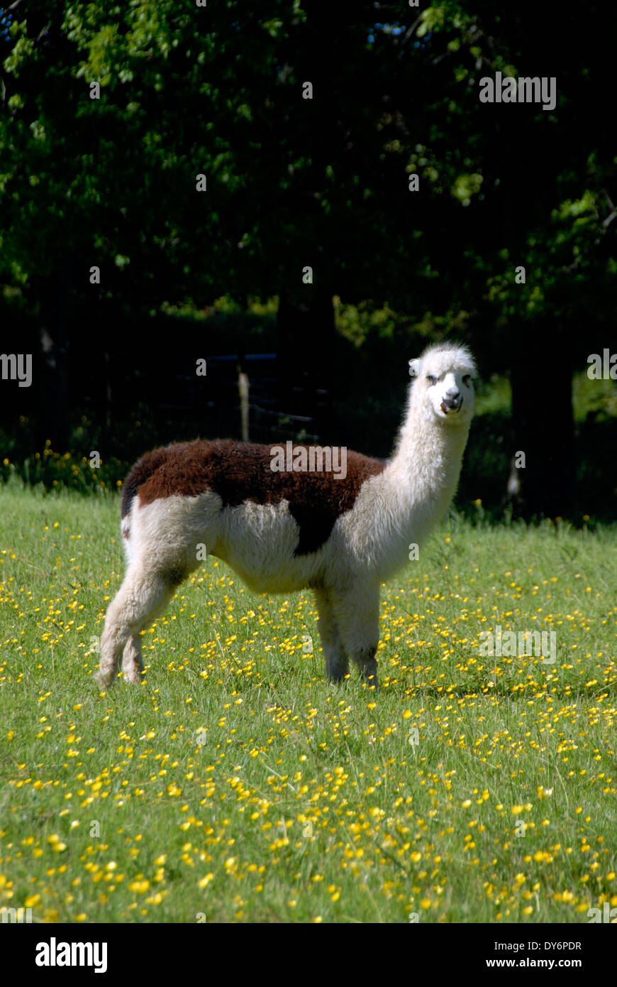 Alpacas on a farm with alpaca in Sussex, England UK Stock Photo Alamy