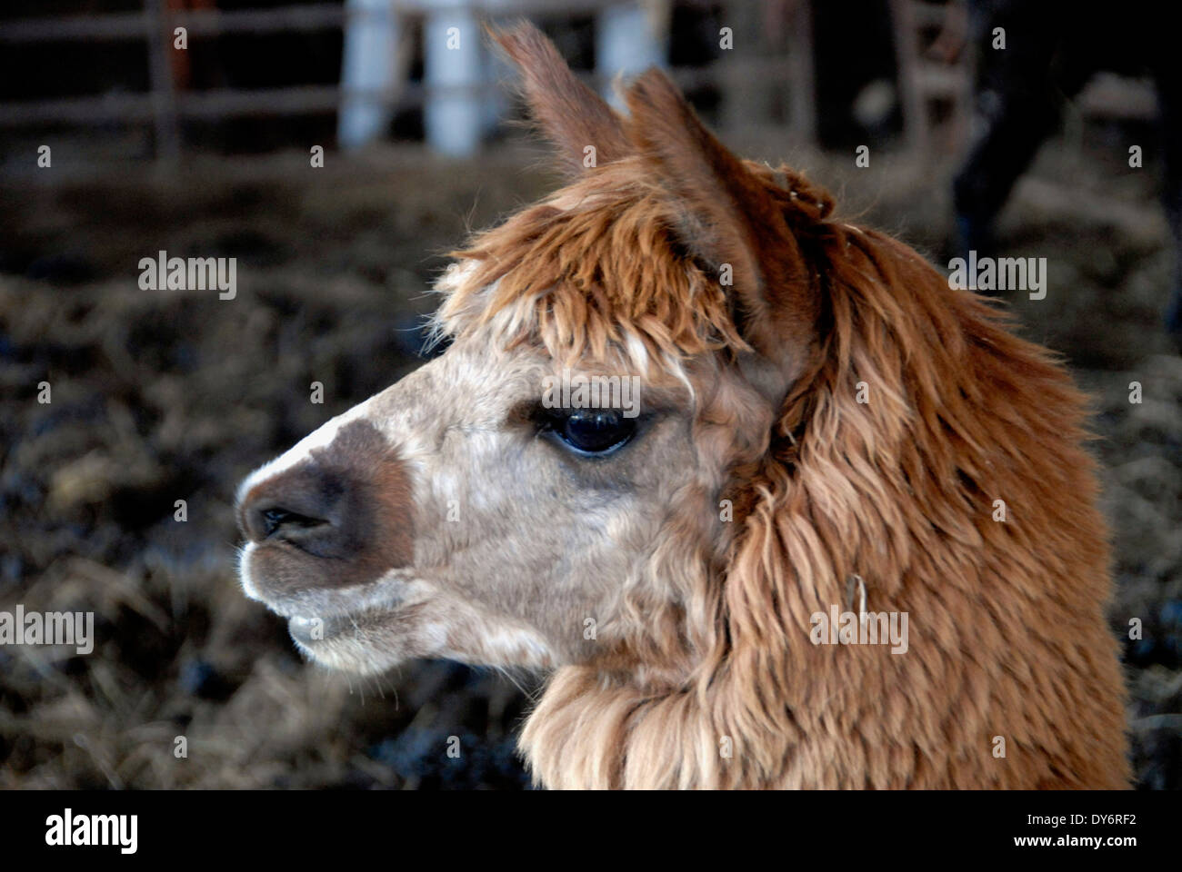 Alpacas on a farm with alpaca in England UK Stock Photo