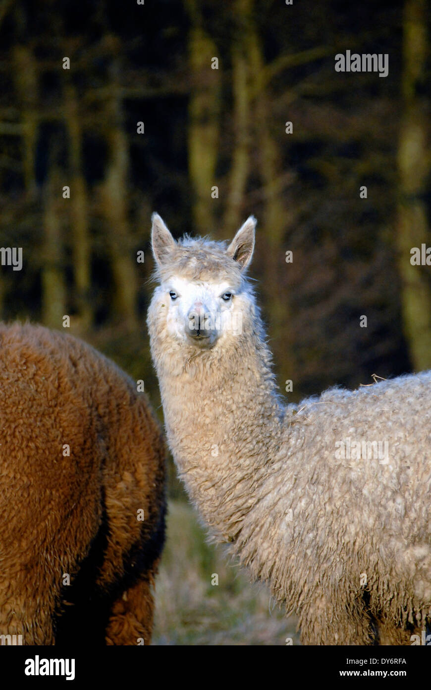 Alpacas on a farm with alpaca in England UK Stock Photo Alamy