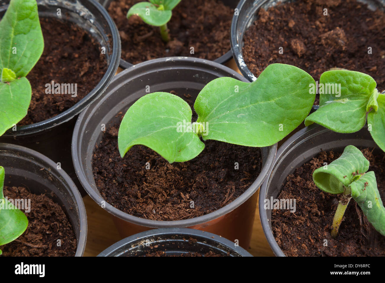 Pumpkin seedling in pot Stock Photo