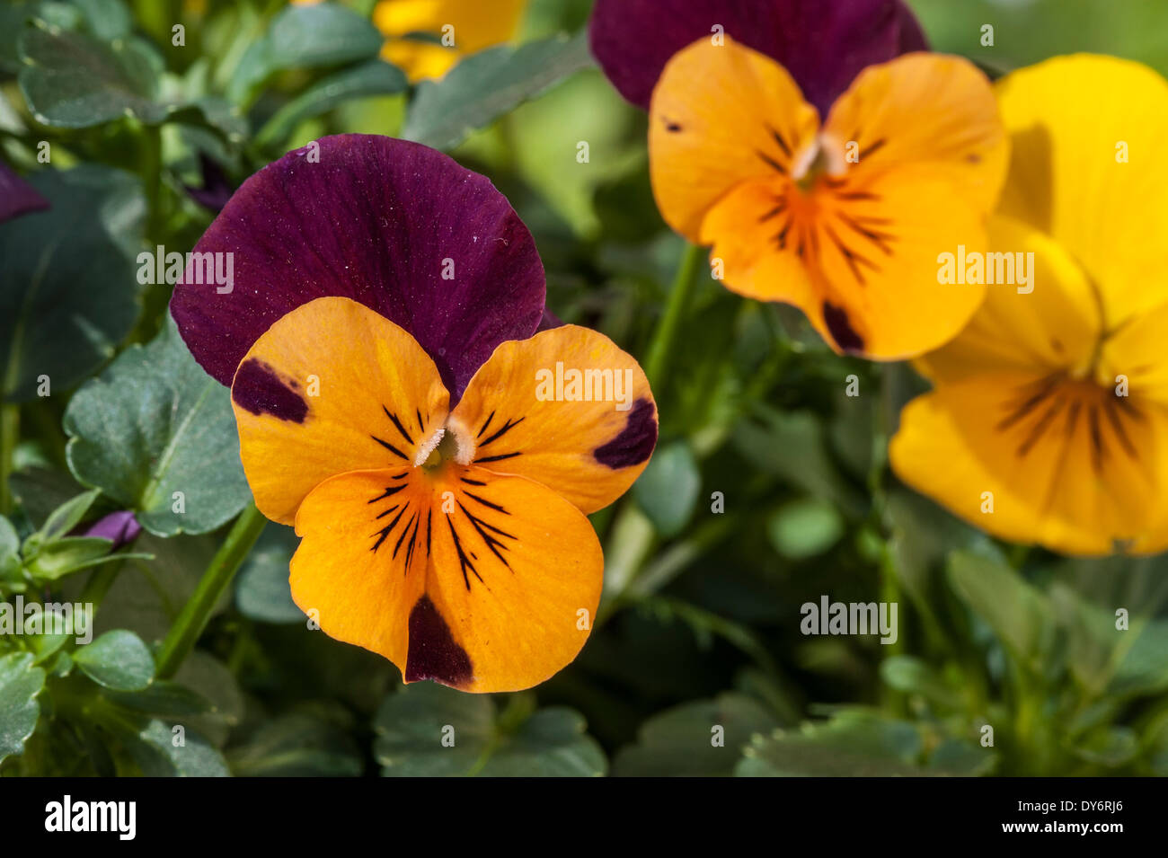 Pansies and violets hi-res stock photography and images - Alamy