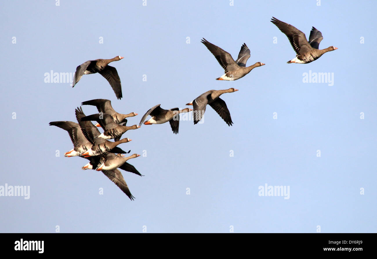 Flock of Greater White-fronted Geese (Anser Albifrons) in flight Stock Photo