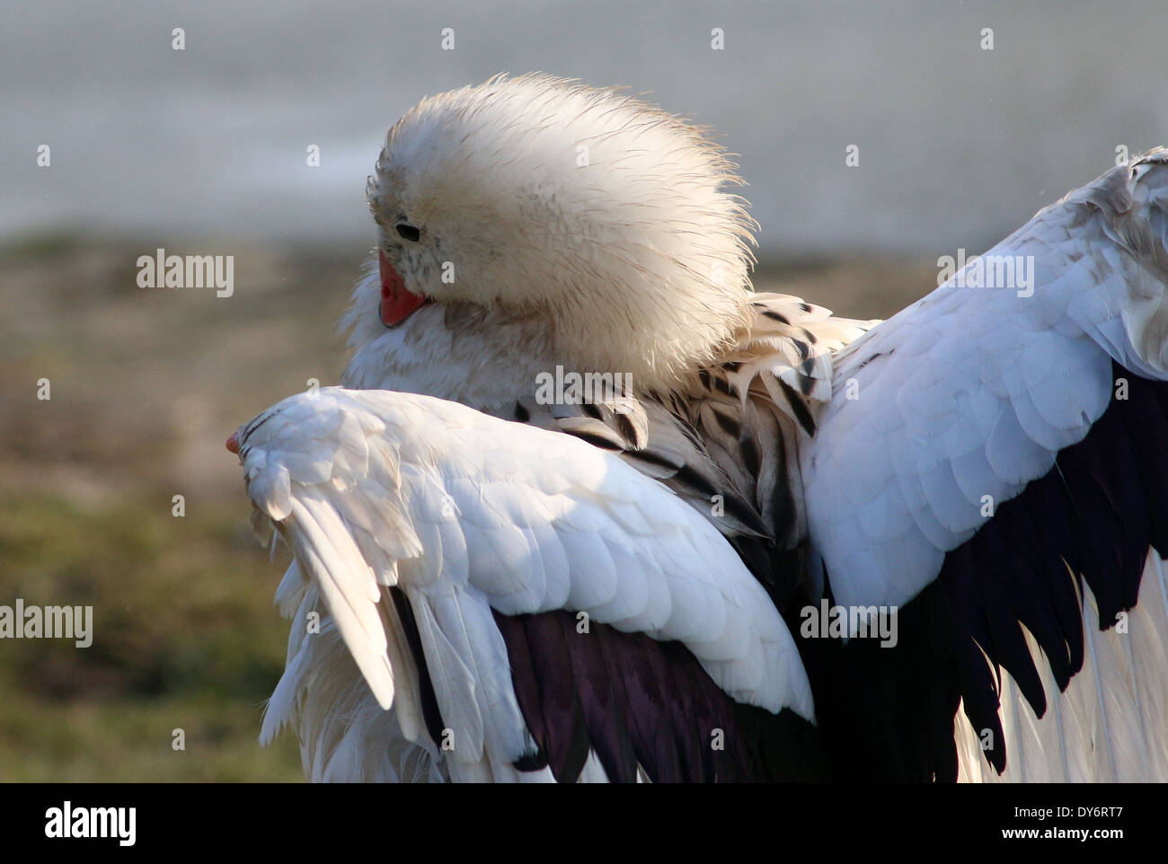 Andean Goose (Chloephaga melanoptera) preening and flexing wings (9 images in series) Stock Photo