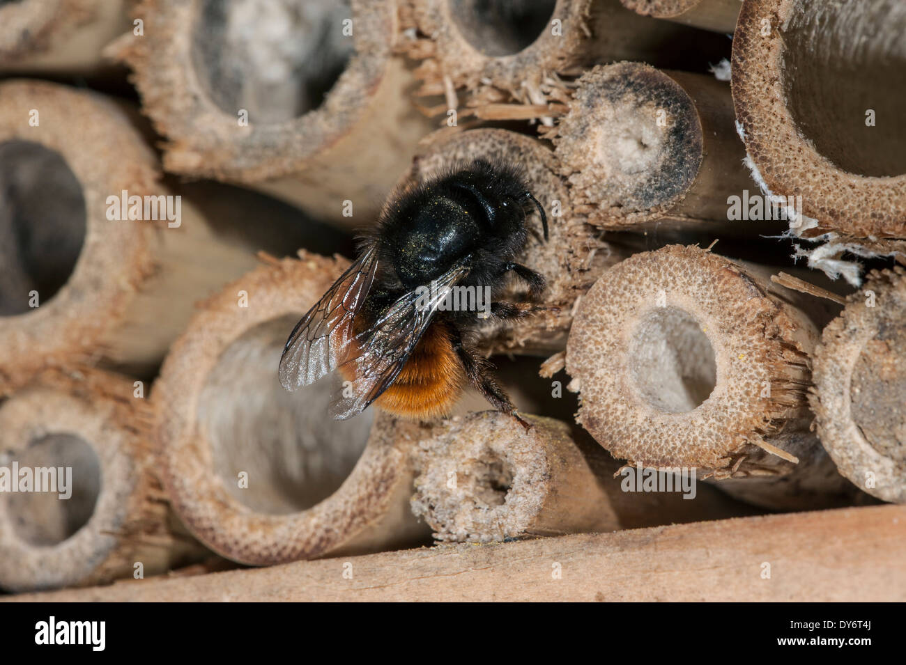 Mason bee / builder bee Osmia cornuta sealing nest cavity with mud in hollow stem at insect hotel for solitary bees Stock Photo