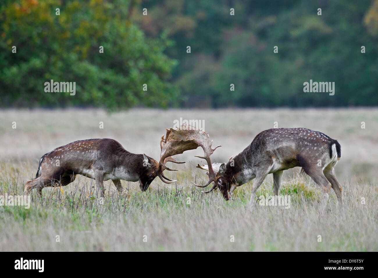 Two Fallow deer (Dama dama) bucks fighting in grassland during the rutting season in autumn Stock Photo