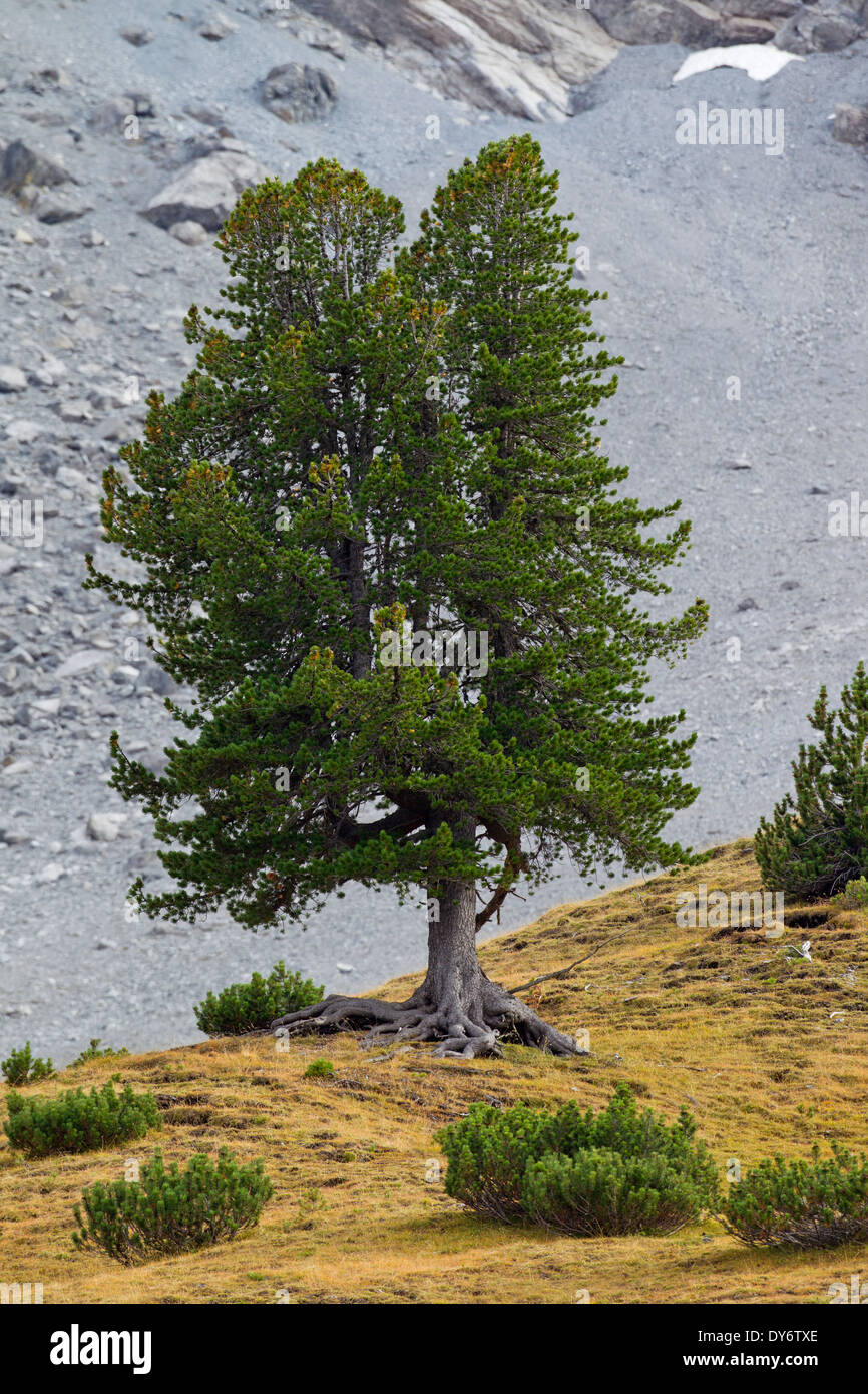 Solitary Swiss pine / Swiss stone pine / Arolla pine (Pinus cembra) growing on mountain slope in the Swiss Alps, Switzerland Stock Photo