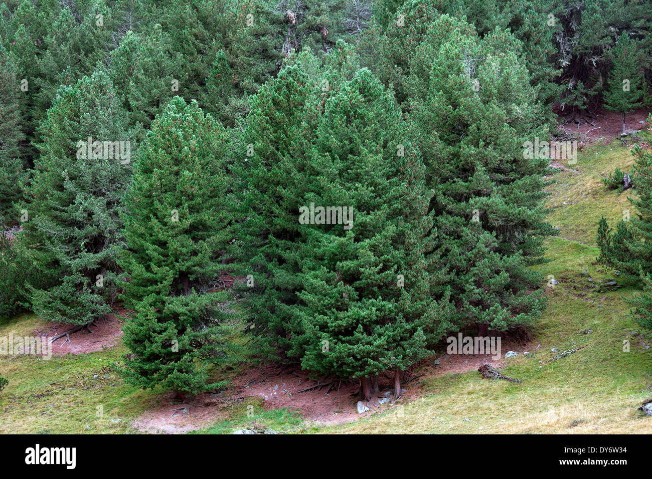 Swiss pines / Swiss stone pine / Arolla pine (Pinus cembra) growing on mountain slope in the Swiss Alps, Switzerland Stock Photo