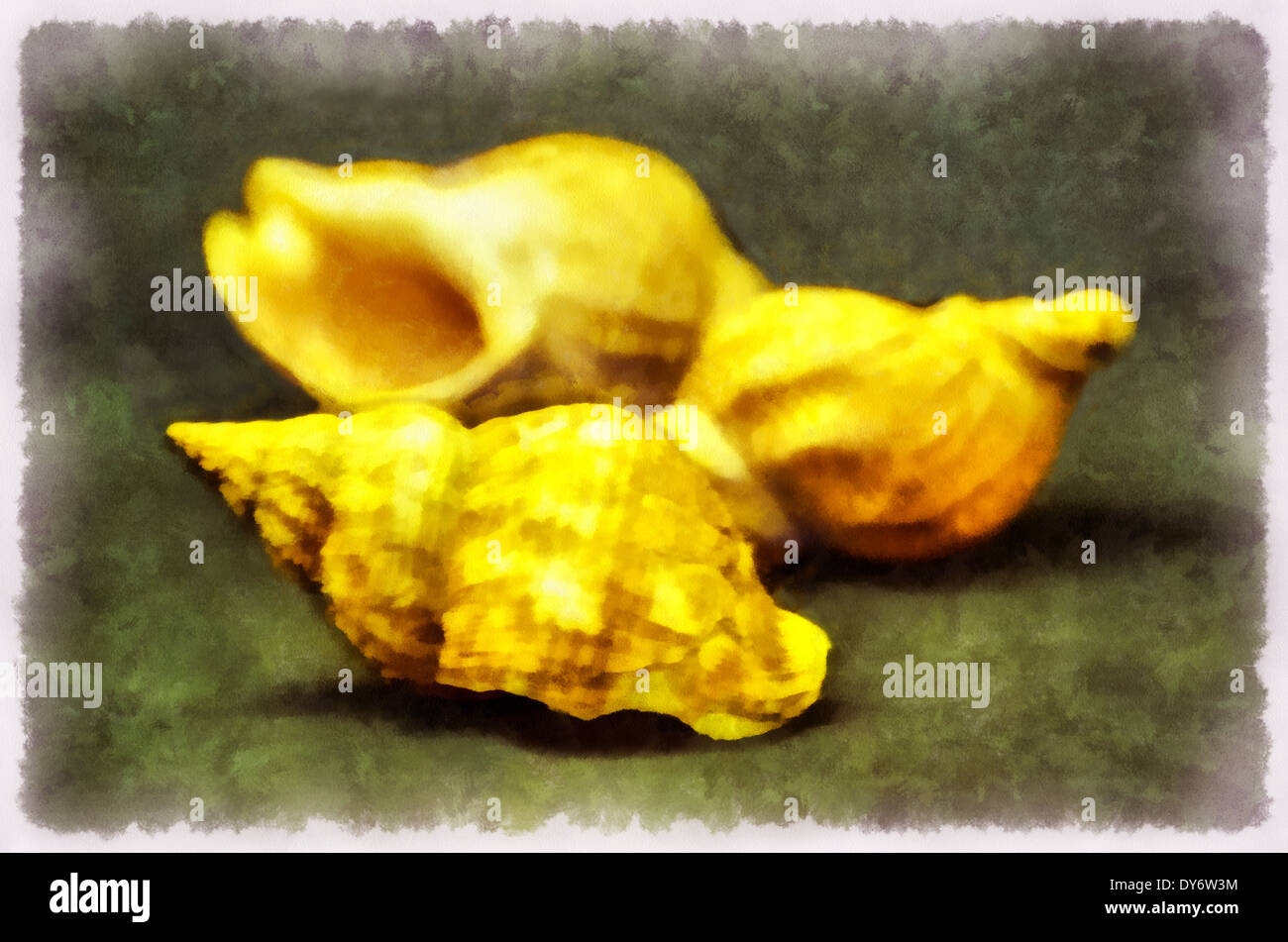 Mollusk shells external skeletal formation, covering the body most