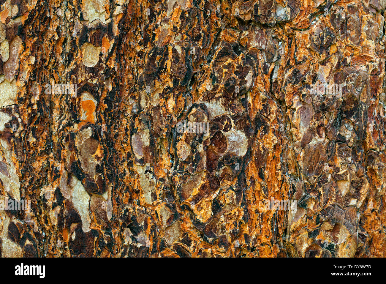 Swiss pine / Swiss stone pine / Arolla pine (Pinus cembra), close up of tree bark Stock Photo