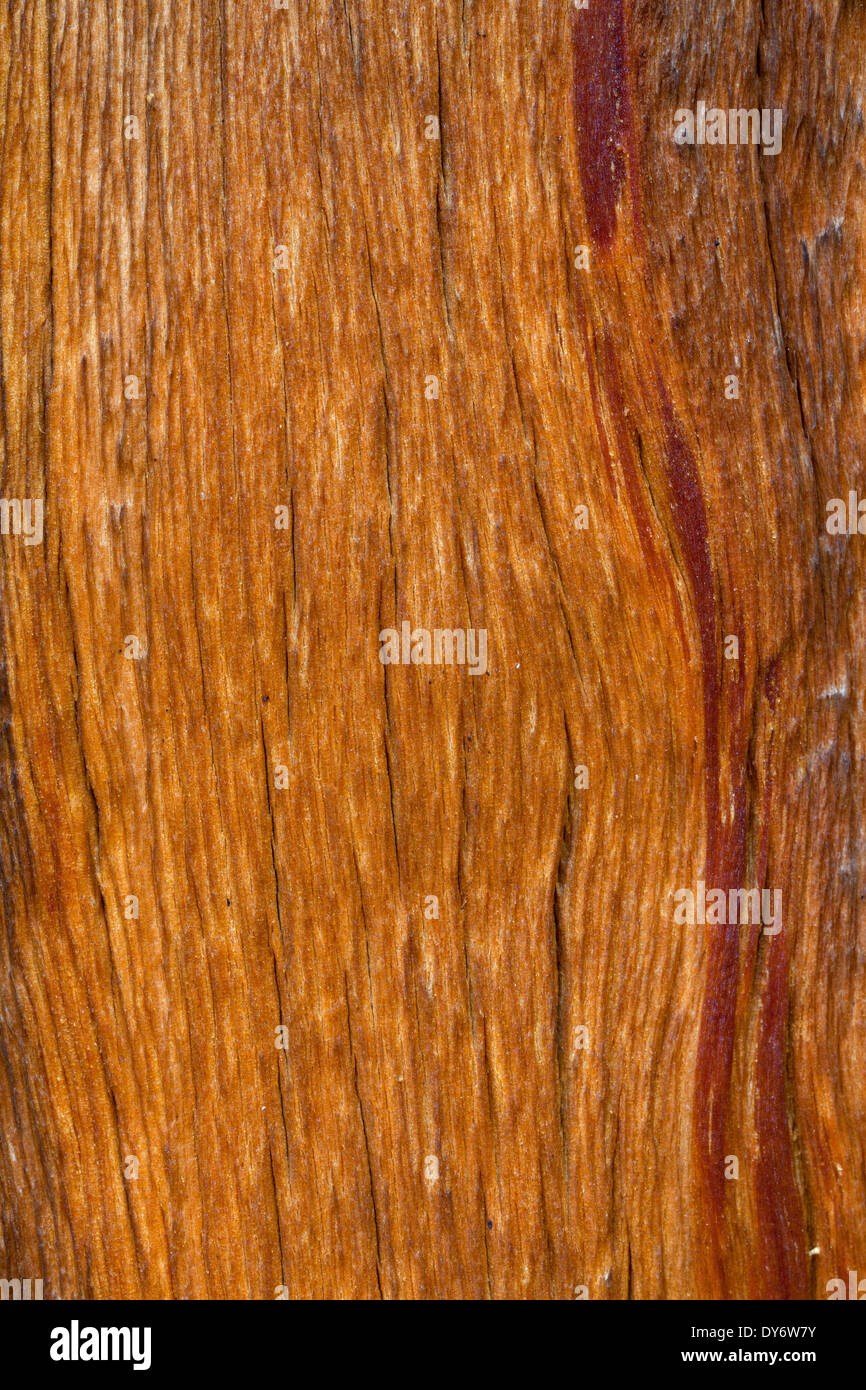 Swiss pine / Swiss stone pine / Arolla pine (Pinus cembra), close up showing wood pattern of the grains Stock Photo