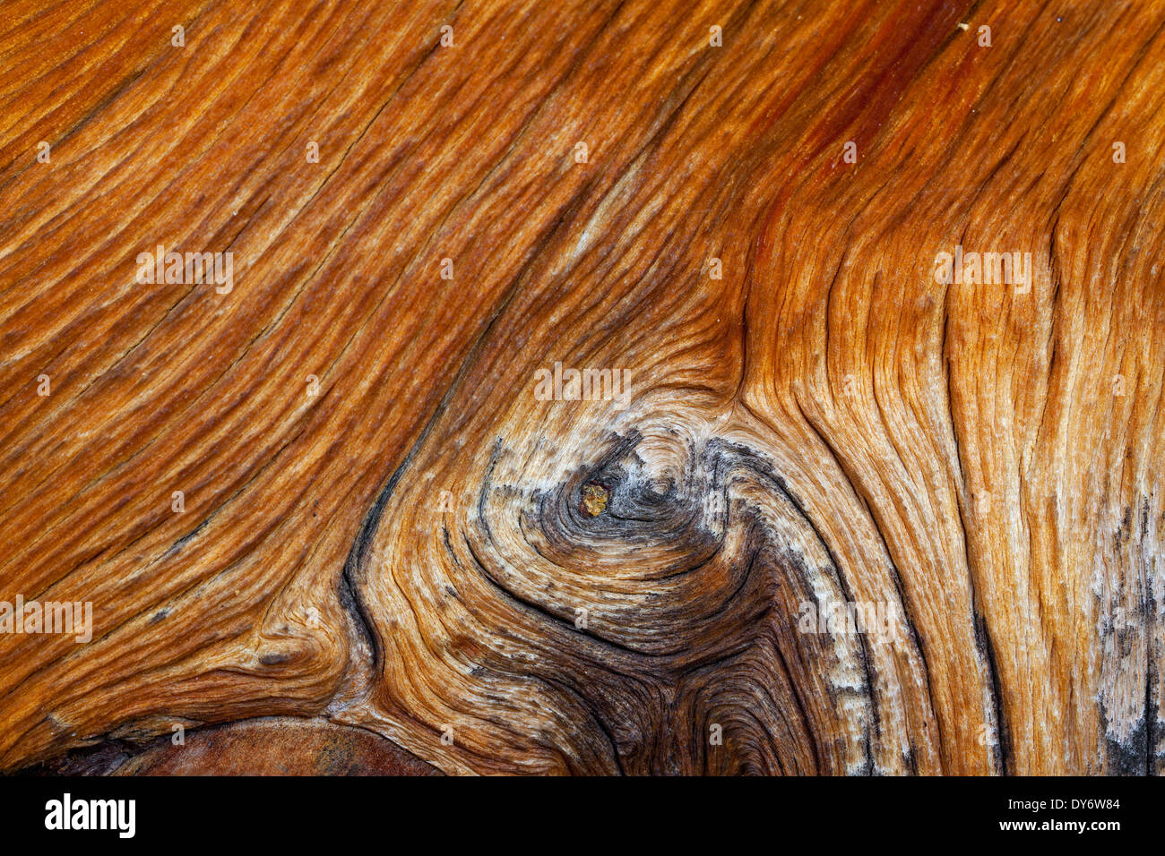 Swiss pine / Swiss stone pine / Arolla pine (Pinus cembra), close up showing wood grain pattern and knot Stock Photo