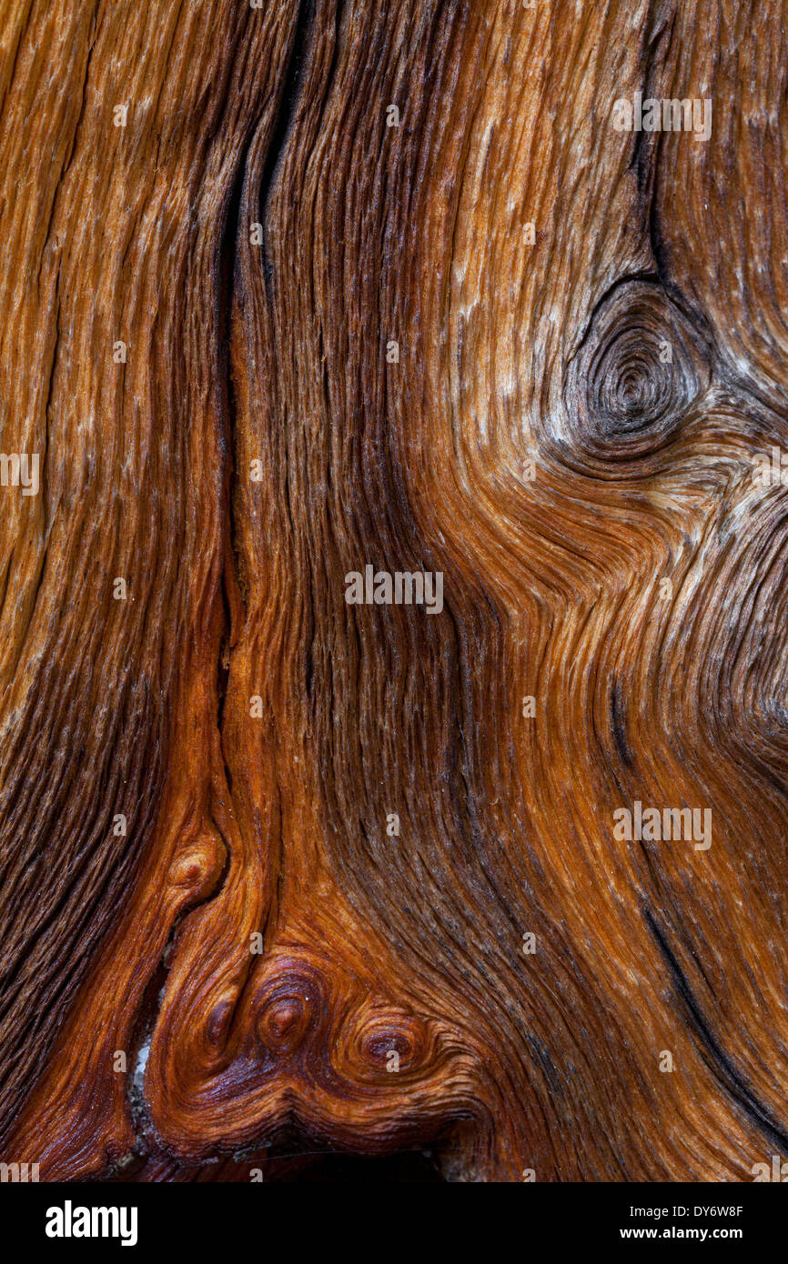 Swiss pine / Swiss stone pine / Arolla pine (Pinus cembra), close up showing wood grain pattern and knots Stock Photo