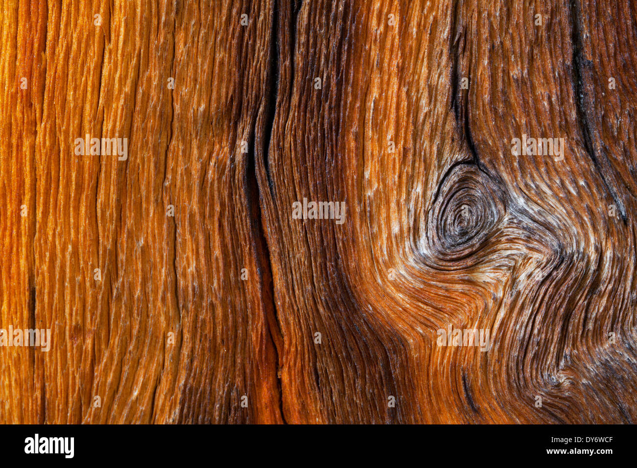 Swiss pine / Swiss stone pine / Arolla pine (Pinus cembra), close up showing wood grain pattern and knot Stock Photo
