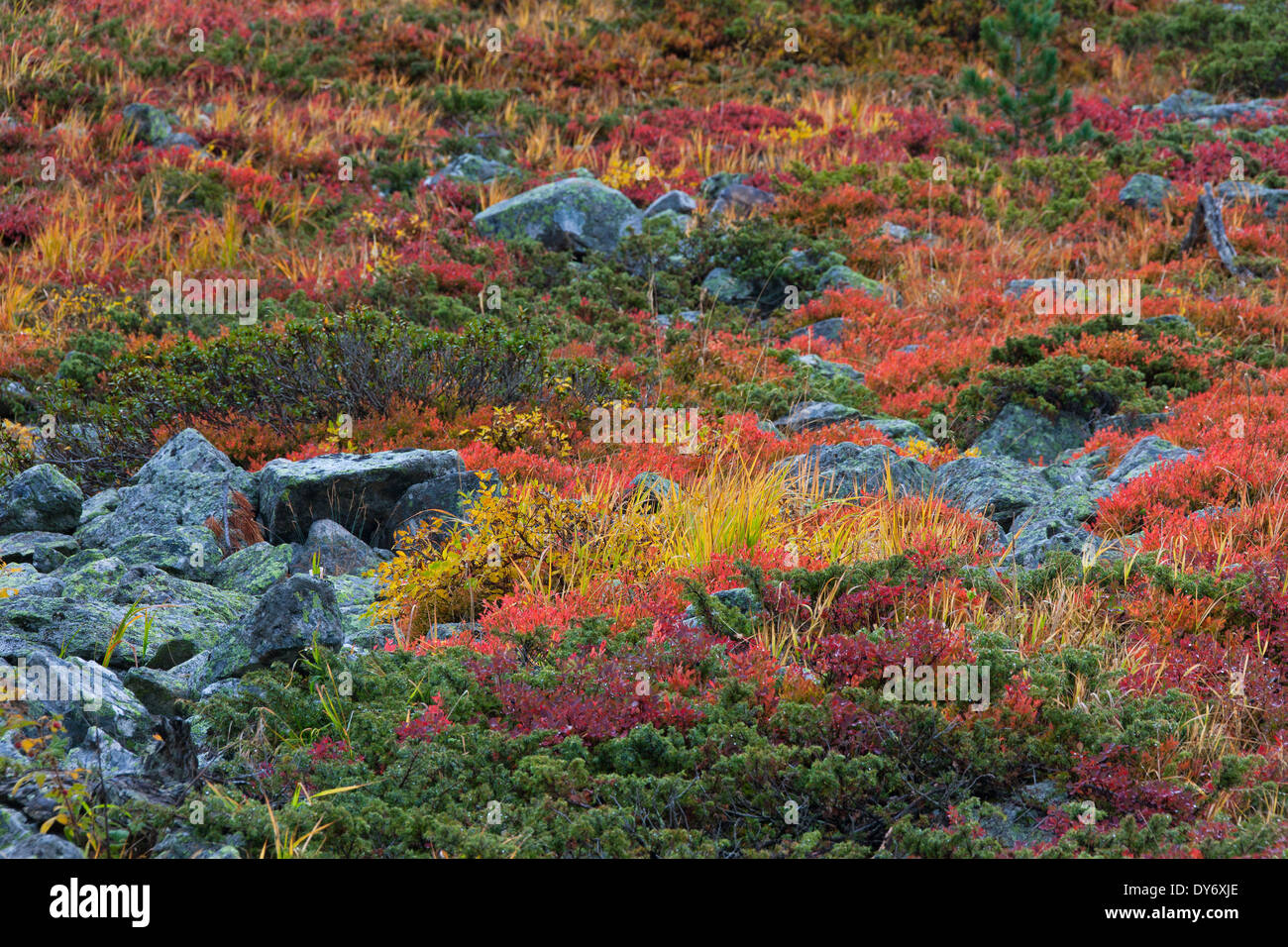 Autumn colours of shrubbery in the mountains of the Swiss National Park at Graubünden / Grisons in the Alps, Switzerland Stock Photo