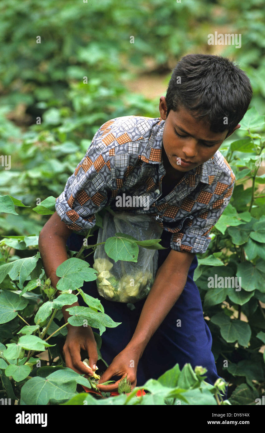 India Andhra Pradesh, children work in cotton field of seed production farmer, they pollinate male and female plant for crossing, the seeds are supplied to multinational seed and agro companies Stock Photo