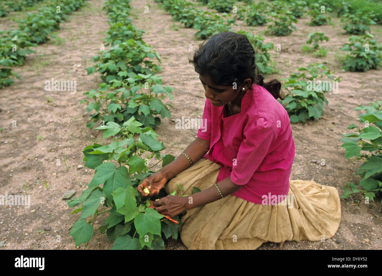 India Andhra Pradesh, children work in cotton field of seed production