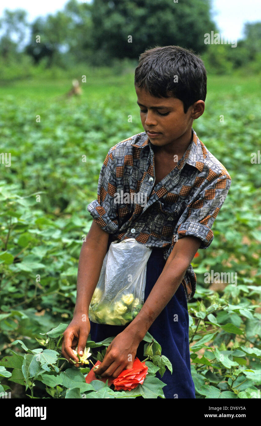 India Andhra Pradesh, children work in cotton field of seed production