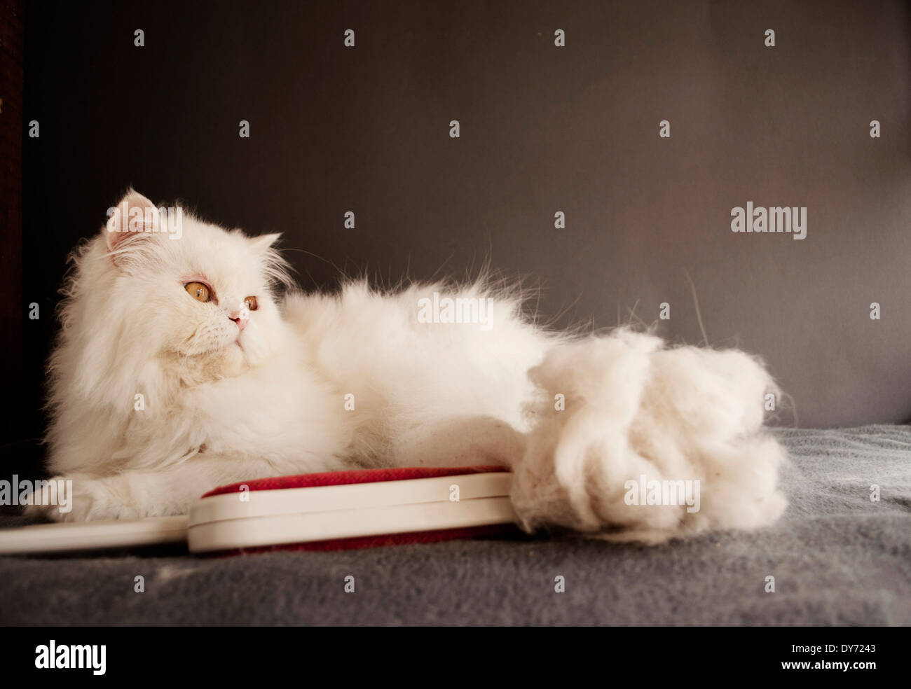 Hair cleaning hires stock photography and images Alamy