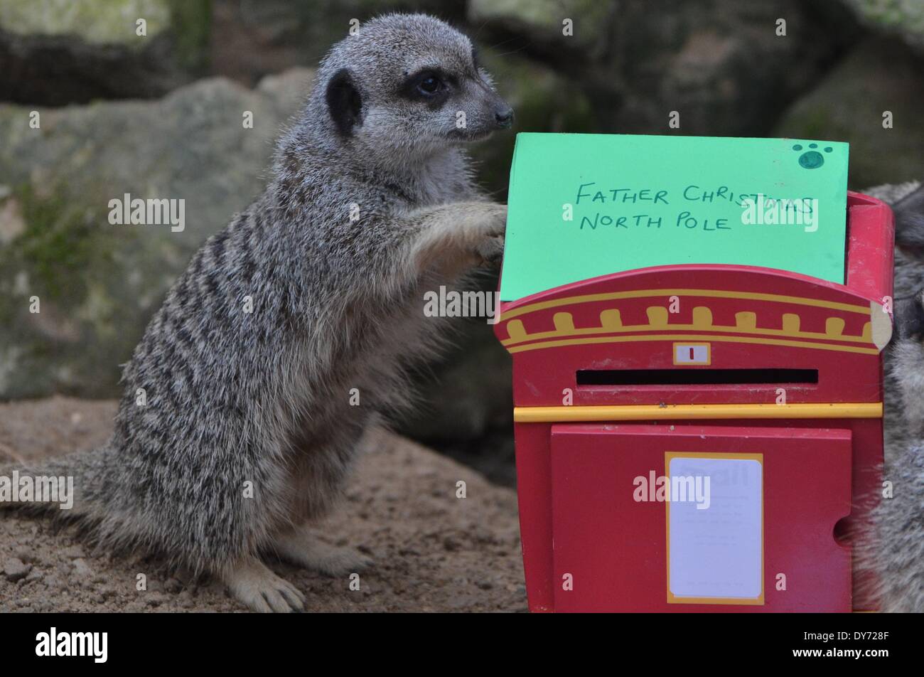 ZSL London Zoo’s merry mob of meerkats posted their letters to Santa on