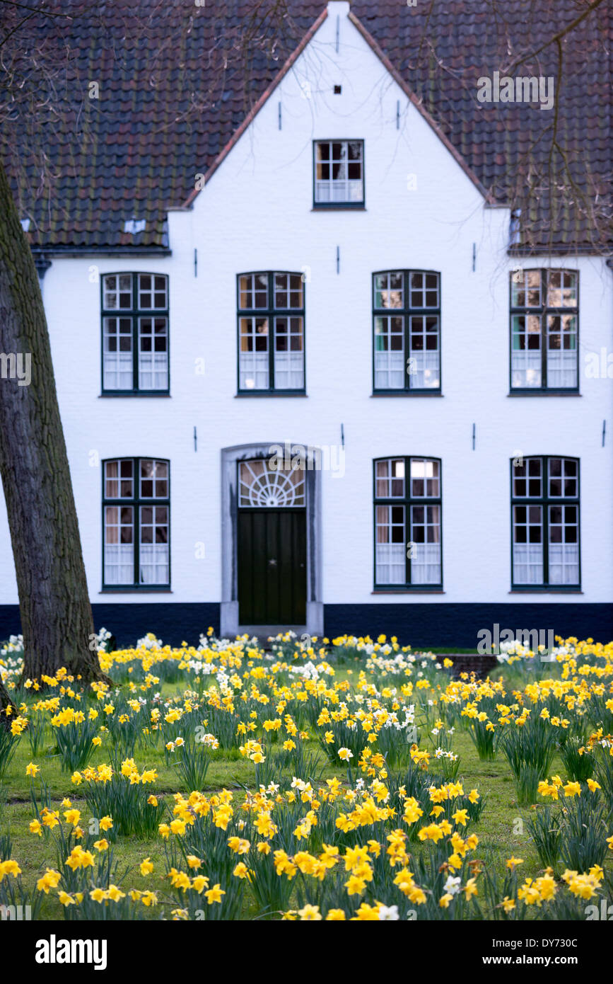 BRUGES, Belgium — Spring daffodils bloom in the tranquil courtyard garden of the Beguinage (Begijnhof), a historic religious community for lay women. The medieval complex, surrounded by traditional white-painted houses, continues its centuries-old tradition as a place of spiritual reflection. This preserved religious site demonstrates the unique role of Beguinages in providing independent religious communities for women. Stock Photo