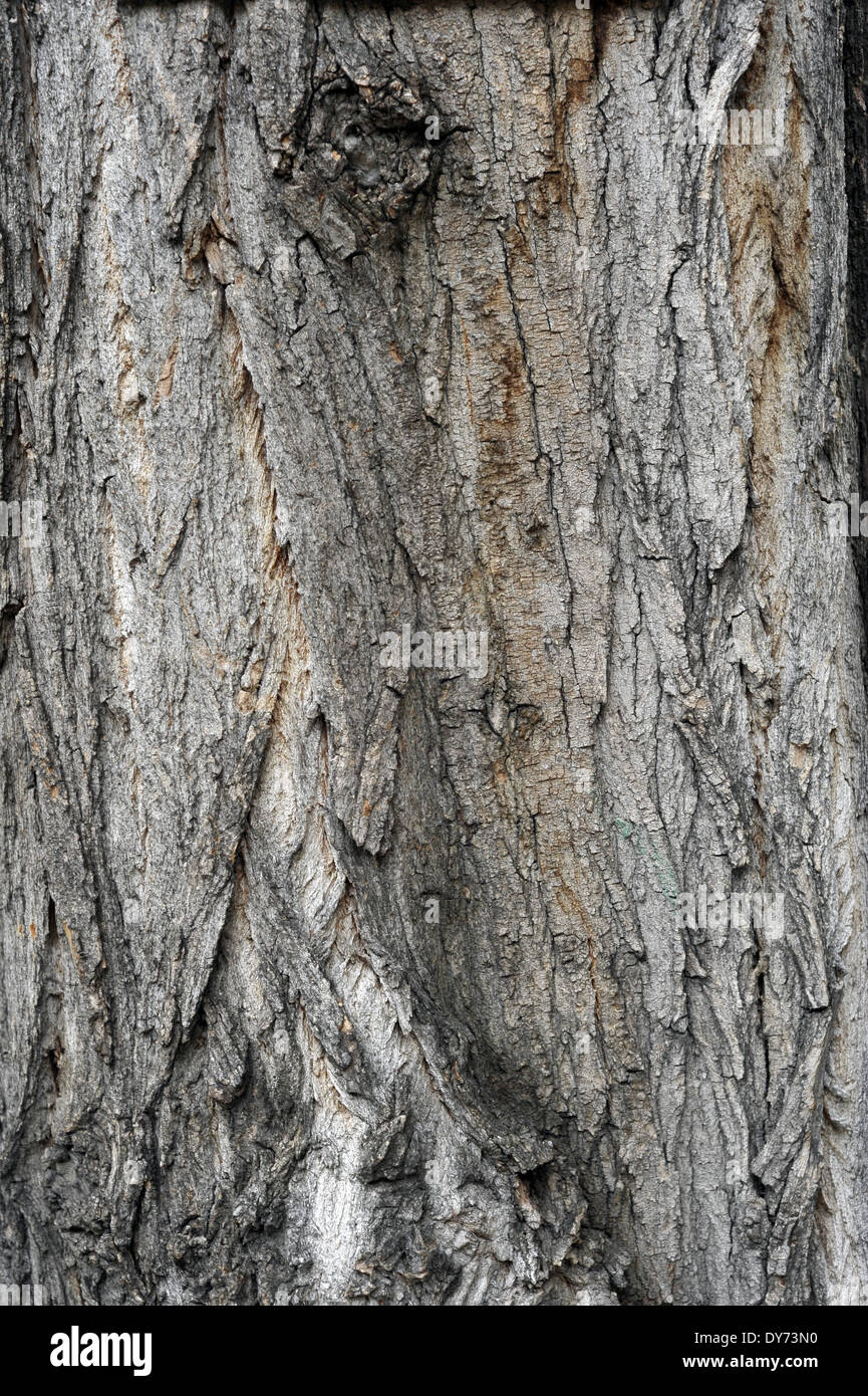 Wood bark texture Stock Photo
