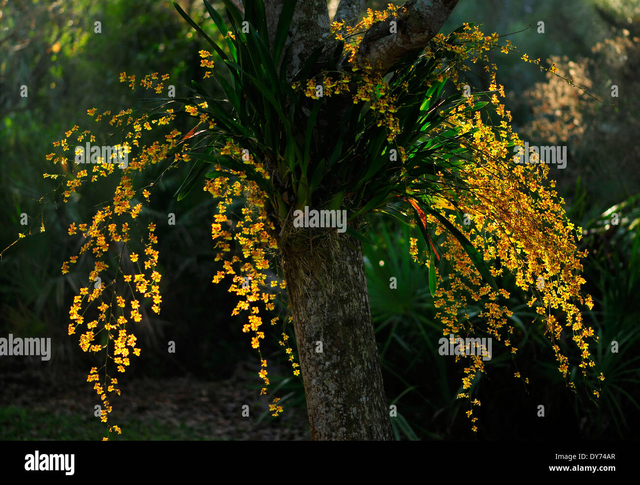 Yellow Orchid at Dusk Stock Photo