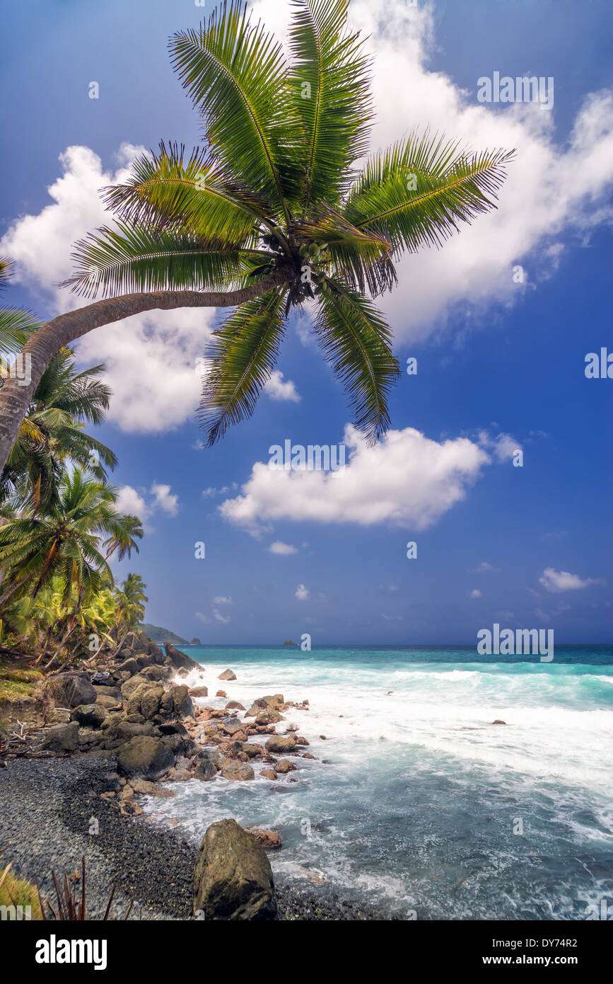 View of a single palm tree extending over the sea near Capurgana, Colombia Stock Photo