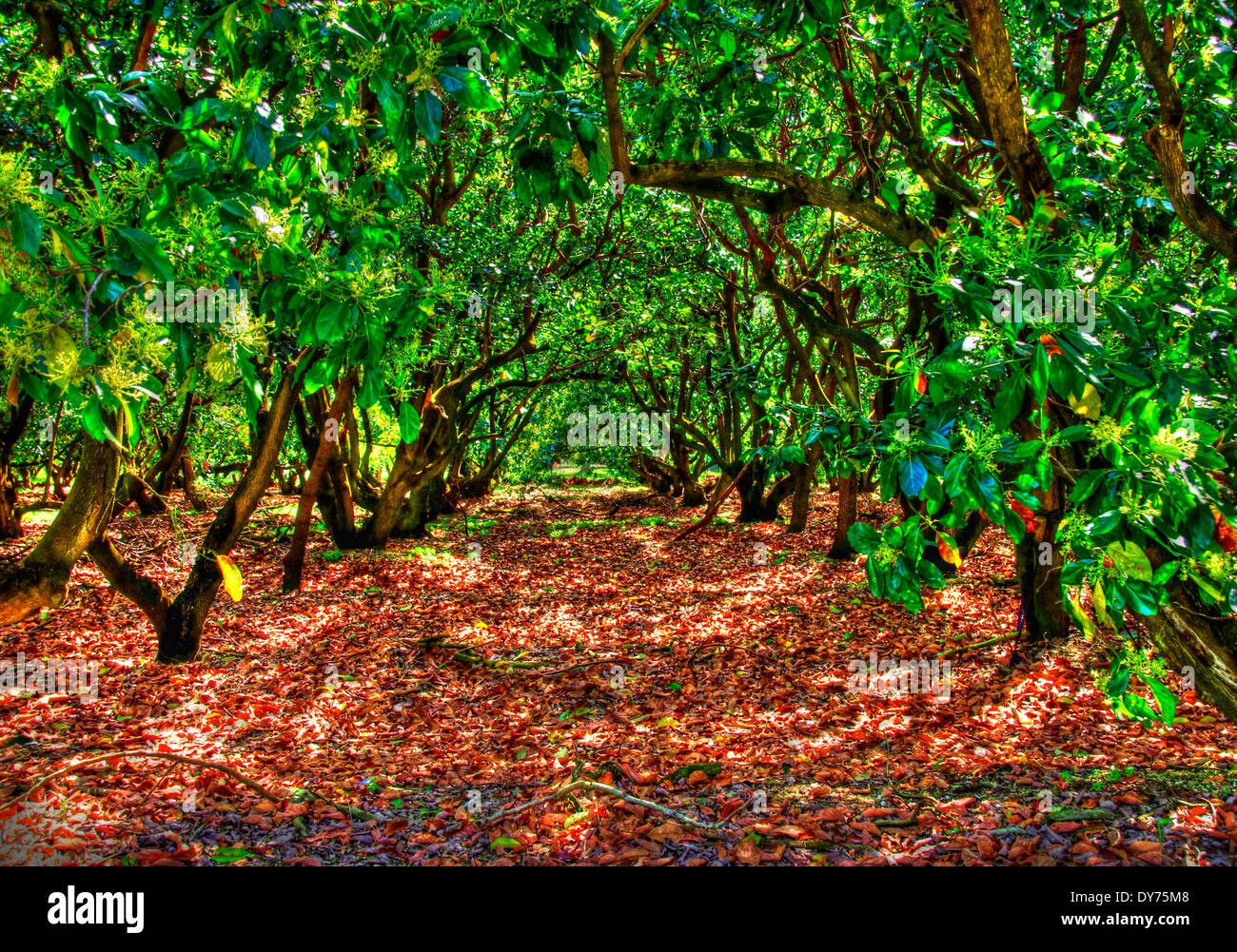 Mango grove hires stock photography and images Alamy