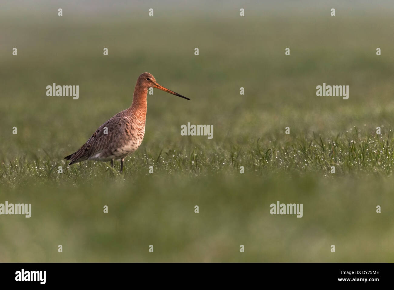 Black-tailed godwit foraging on a field near a dutch farm. A low point of view at eye level. Stock Photo