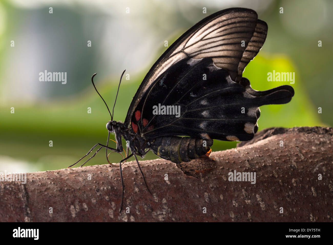 The great mormon (Papilio memnon agenor) butterfly resting on a tree branch. His wings are closed and backlit by the sun. Stock Photo