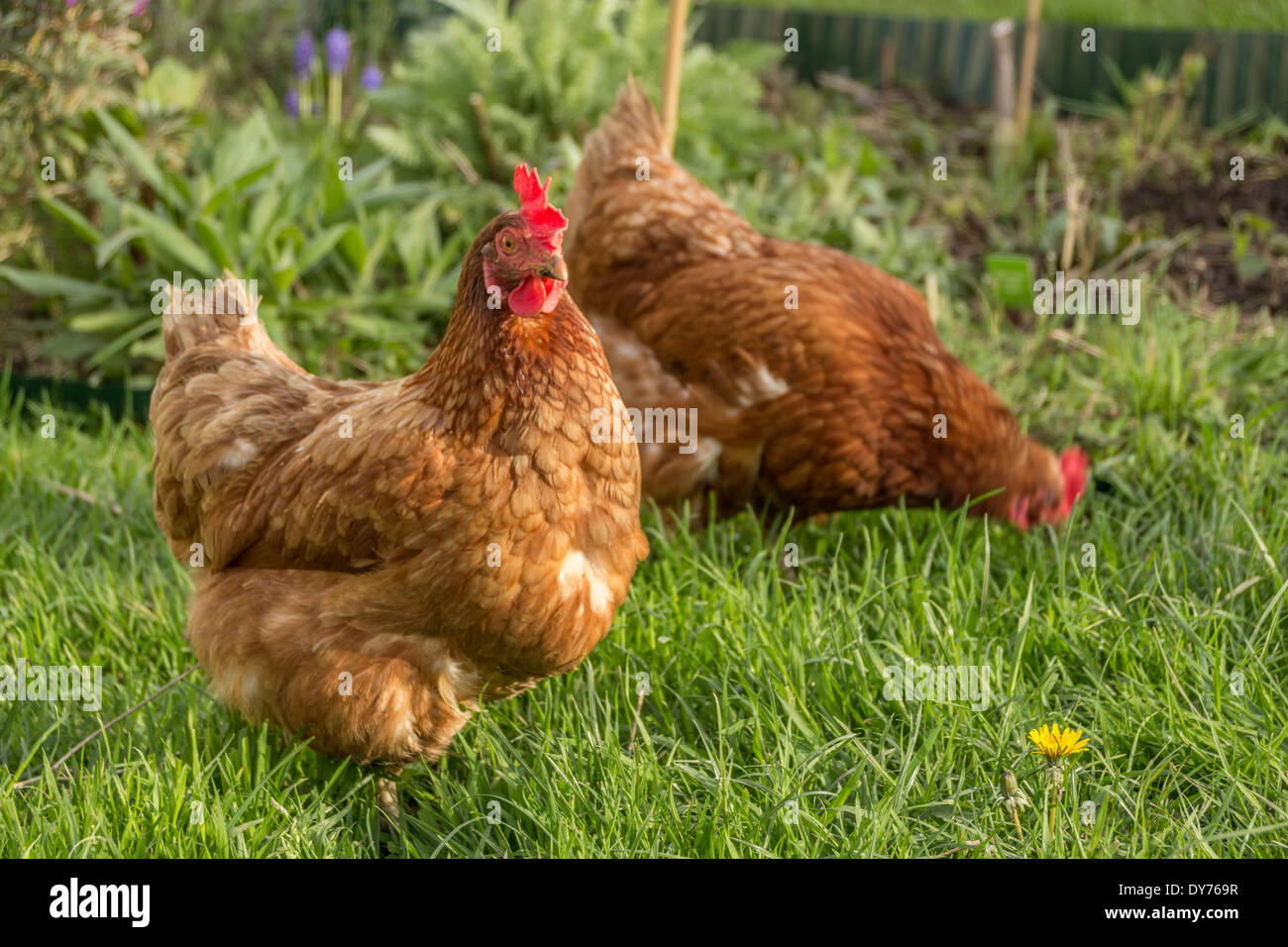 Two chickens eating the garden grass Stock Photo Alamy