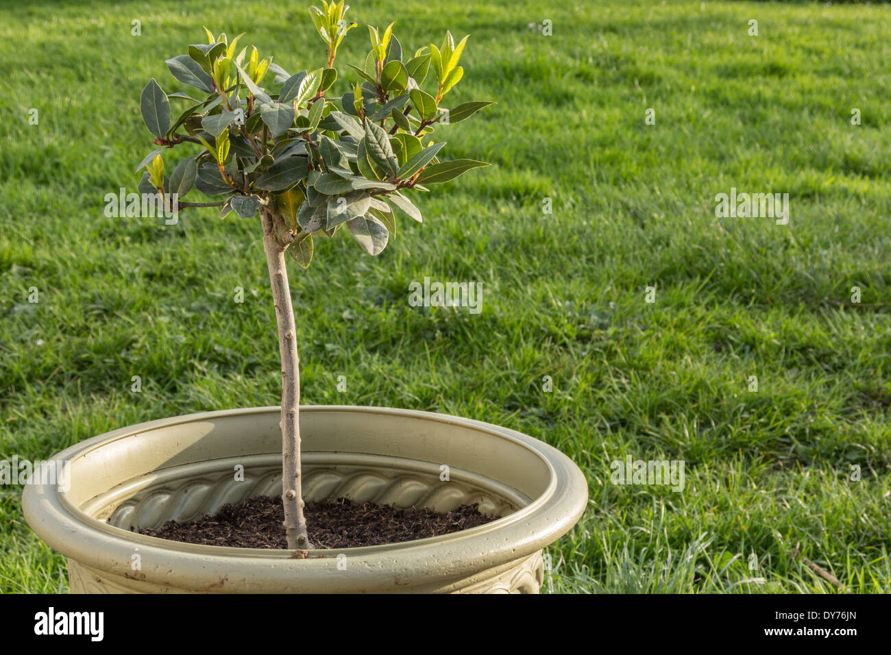 Potted Bay tree Stock Photo Alamy