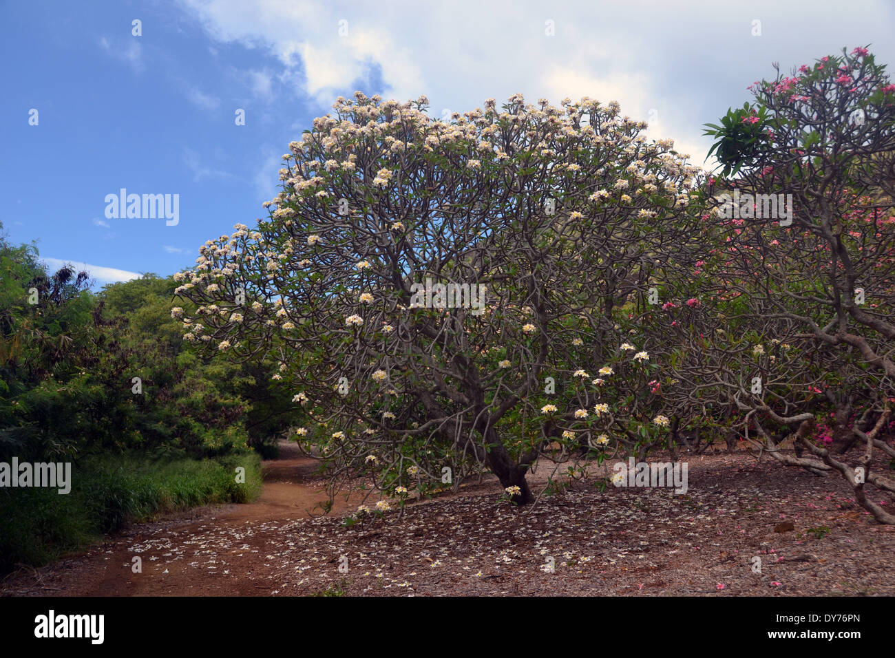 Plumeria Tree Plumeria Sp Plumeria Grove At Koko Crater